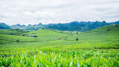 Phân bón Văn Điển - Hướng đi mới trong canh tác nông nghiệp bền vững