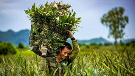 Phân bón Văn Điển bén duyên vùng chuyên canh Bắc Miền Trung