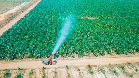 HAGL Agrico (HNG) chìm sâu trong thua lỗ, hàng nghìn ha chuối, cao su không thể thu hoạch