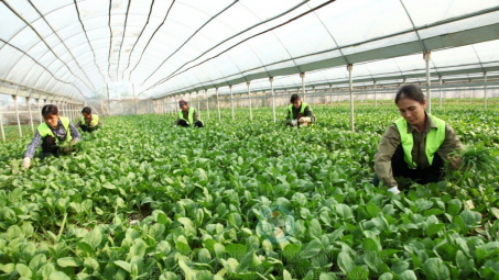 Quy chế tổ chức và hoạt động của Ban Chỉ đạo quốc gia về kinh tế tập thể