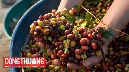 Giá cà phê hôm nay 17/12: Thông tin trái chiều về sản lượng của Việt Nam và Brazil