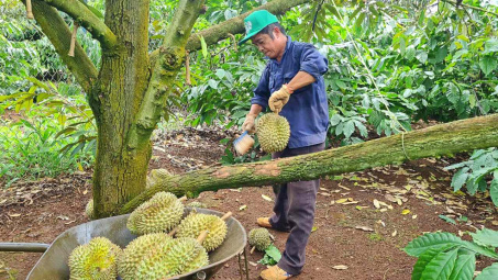 Cao su Đắk Lắk (DRI) muốn phát triển 500 ha trồng sầu riêng tại Lào