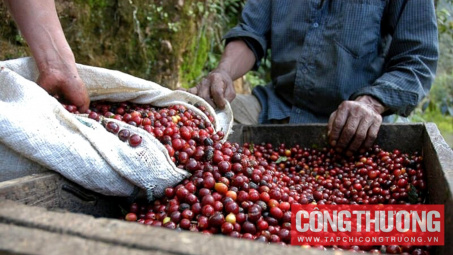 Giá cà phê hôm nay 18/12: Thị trường Trung Quốc còn nhiều dư địa tăng trưởng