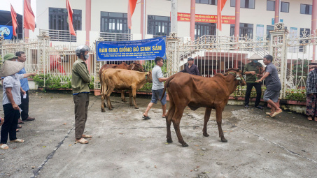 Thái Nguyên: Hỗ trợ bò và kiến thức kỹ thuật giúp người dân vươn lên thoát nghèo bền vững