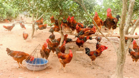 Huyện Phú Bình (Thái Nguyên): Nỗ lực giảm 0,78% tỷ lệ hộ nghèo năm 2024