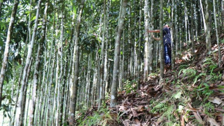Công ty TNHH Hương Quế Trà Bồng: Góp phần phát triển bền vững vùng nguyên liệu