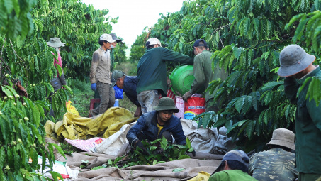 Huyện Đăk Hà: Sức bật mới từ nông nghiệp, công nghiệp và dịch vụ