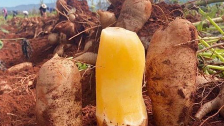 Thúc đẩy xây dựng và đăng ký bảo hộ nhãn hiệu tập thể cho sản phẩm sâm khoai của huyện Đồng Văn, tỉnh Hà Giang
