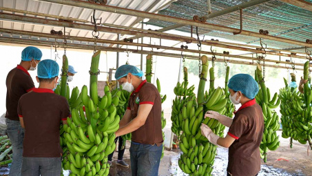 Thua lỗ sâu, HAGL Agrico (HNG) vẫn trả hơn 1.000 tỷ đồng cho Hoàng Anh Gia Lai (HAG)