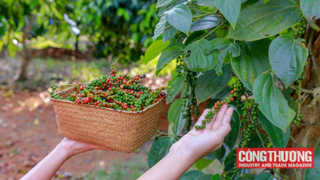 Giá tiêu hôm nay 10/12: Kim ngạch xuất khẩu tiêu năm nay ở mức cao kỷ lục