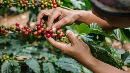 Giá cà phê hôm nay 11/4: Khô hạn đẩy giá cà phê hướng đến mốc 110.000 đồng/kg