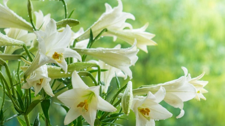 Thời tiết hôm nay ngày 14/4/2024: Hà Nội trưa chiều hửng nắng, Đà Nẵng và TP. Hồ Chí Minh nắng gắt