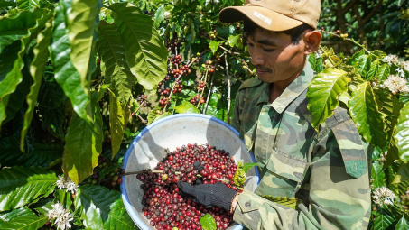 Giá cà phê hôm nay 15/4: Doanh nghiệp cạn hàng, giá neo cao kỷ lục