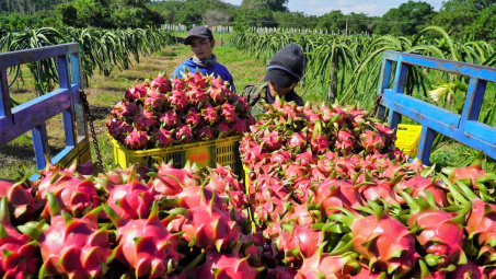 Đẩy mạnh xúc tiến nông sản sang thị trường Ấn Độ