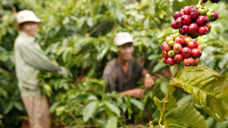 Giá cà phê hôm nay 16/4: Tiếp tục tăng mạnh, chạm mốc 114.000 đồng/kg