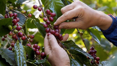 Giá cà phê hôm nay 17/4: Robusta vượt mốc lịch sử 4.000 USD/tấn