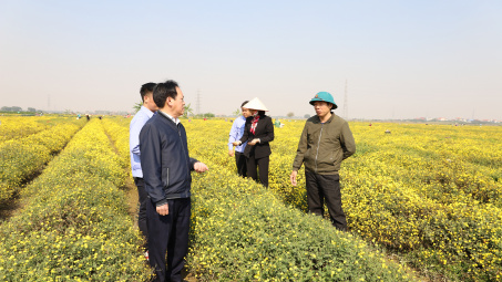 Traphaco CNC: Chứng nhận thành công vùng trồng dược liệu cúc hoa vàng đạt chuẩn GACP -WHO