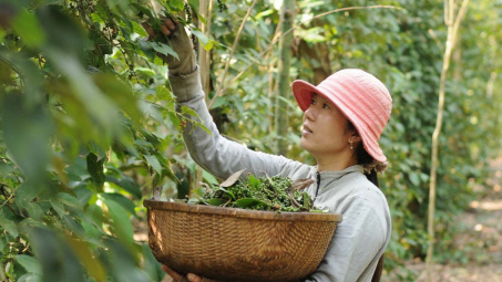 Giá tiêu hôm nay 22/4: Thiếu nguồn cung toàn cầu, giá tiêu Việt còn dư địa tăng lớn