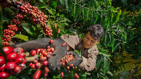 Giá cà phê hôm nay 23/4: Tiến sát mốc "không tưởng" 130.000 đồng/kg, điều gì đang xảy ra?