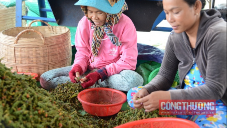 Giá tiêu hôm nay 25/4: Thị trường vẫn vắng bóng thương lái Trung Quốc