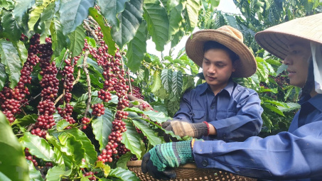 Đẩy mạnh xúc tiến xuất khẩu sản phẩm cà phê và gia vị Việt Nam