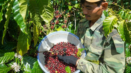 Giá cà phê hôm nay 01/5: Thị trường điều chỉnh, dự báo Tây Nguyên vẫn đối mặt với khô hạn