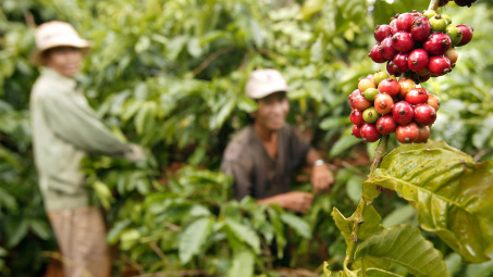 Giá cà phê hôm nay 10/5: Phục hồi nhẹ nhưng có thể lao dốc trở lại trong vài tuần tới