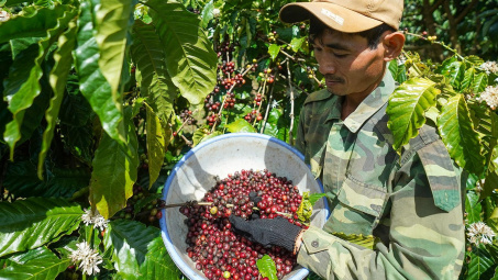 Giá cà phê hôm nay 11/5: Phục hồi yếu, Mỹ tăng mạnh nhập khẩu cà phê từ Việt Nam