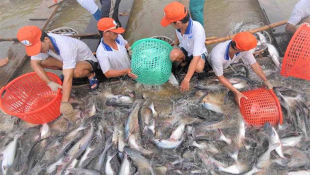 Xuất khẩu cá tra sang EU cần tập trung đáp ứng tiêu chuẩn xanh