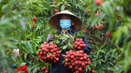 Lào Cai: Tạo điều kiện thuận lợi cho xuất khẩu vải thiều Việt Nam