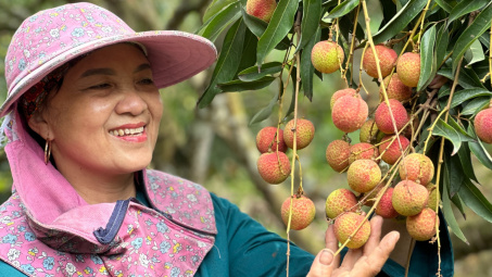 Quảng Ninh lần đầu tổ chức phiên livestream bán vải chín sớm Phương Nam