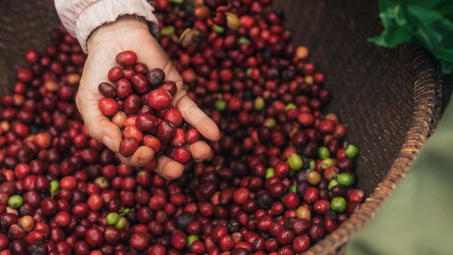 NESCAFÉ Plan 2030: Tăng cường áp dụng nông nghiệp tái sinh