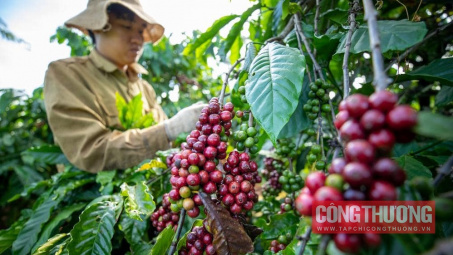 Giá cà phê hôm nay 17/5: Giảm nhẹ, dự báo mưa diện rộng tại Tây Nguyên
