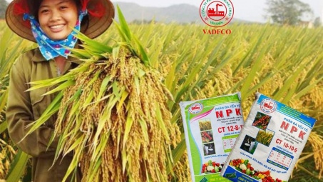 Phân bón Văn Điển: Sử dụng đúng cách, thu hiệu quả cao