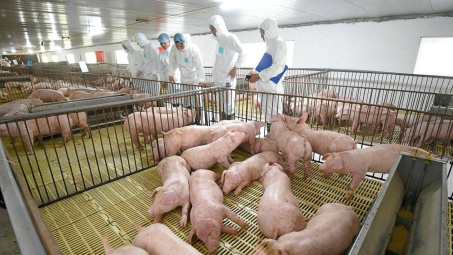 Chủ tịch Tập đoàn Dabaco (DBC): Tái đàn sớm hơn đối thủ, lợi nhuận quý 2 sẽ tăng gấp 3,5 lần