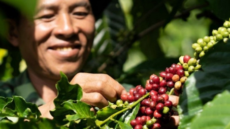 Giá cà phê hôm nay 23/5: Tăng “nóng”, thế giới có thể thiếu 2,7 triệu bao Robusta