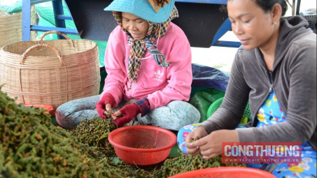 Giá tiêu hôm nay 23/5: Tiếp tục tăng mạnh, xuất khẩu tiêu năm nay sẽ đạt 1 tỷ USD