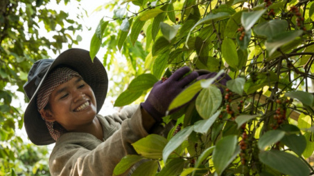 Giá tiêu hôm nay 25/5: Thị trường “khan” hàng, giá tăng ngày thứ 4 liên tiếp