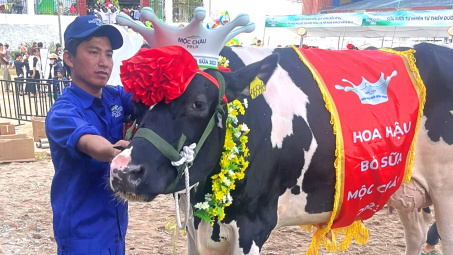 Cổ phiếu MCM của Mộc Châu Milk (MCM) được chấp thuận niêm yết trên HoSE