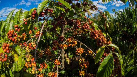 Phân bón Văn Điển: Mang hiệu quả vượt trội cho cây cà phê Tây Nguyên