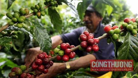 Giá cà phê hôm nay 27/5: Tăng gần 10% chỉ sau 1 tuần, hướng về vùng đỉnh tháng 4