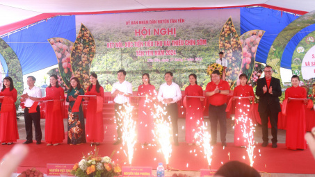 Bắc Giang: Xúc tiến tiêu thụ vải thiều chín sớm tại thị trường trong và ngoài nước