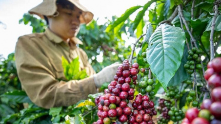 Giá cà phê hôm nay 27/5: Vẫn còn động lực tăng giá trong thời gian tới?