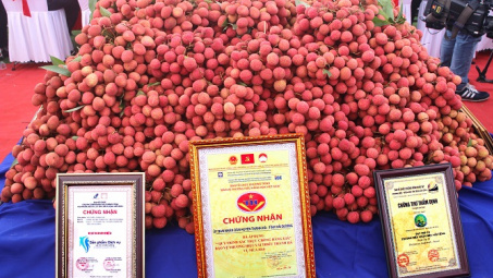 Hải Dương: Sắp diễn ra Hội nghị Xúc tiến tiêu thụ vải thiều Thanh Hà và nông sản của tỉnh