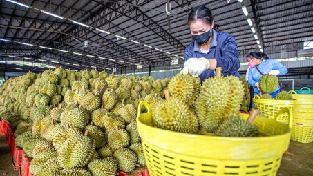Hoàng Anh Gia Lai (HAG): Thắng lớn mảng trái cây nhưng chăn nuôi "teo tóp"