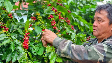 Giá cà phê hôm nay 3/5: Giảm sốc tới 12.500 đồng/kg, xuống mốc 120.000 đồng/kg