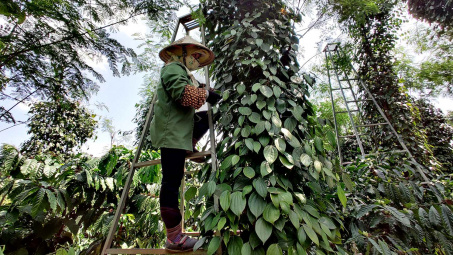Giá tiêu hôm nay 3/5: Trong nước chạm mốc 100.000 đồng/kg, giá xuất khẩu tăng đột biến