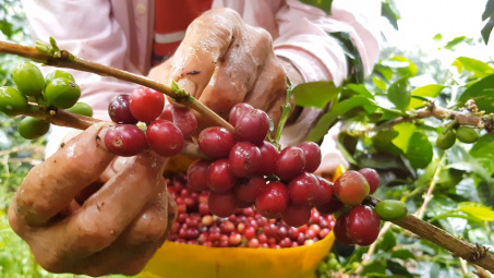 Giá cà phê hôm nay 31/5: Tiếp tục tăng, giá Robusta thế giới hướng về đỉnh lịch sử