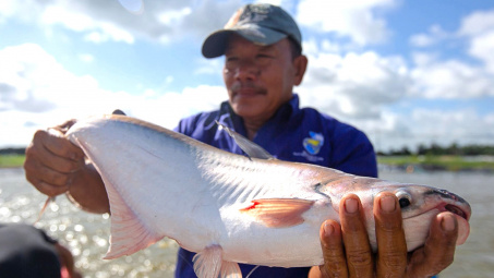 Giá cá tra dự báo tăng thêm 10%, kỳ vọng lợi nhuận của Thủy sản Nam Việt (ANV) hồi phục