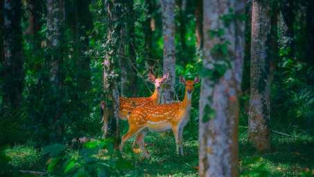 Khám phá điều kỳ diệu của vườn Quốc gia Cúc Phương